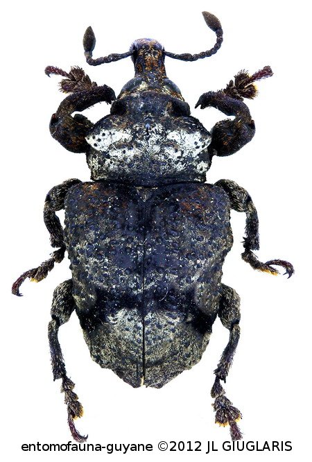 Syphorbus turgidus  Pascoe, 1881