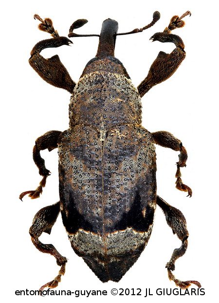 Heilipodus arcturus (Pascoe, 1889)
