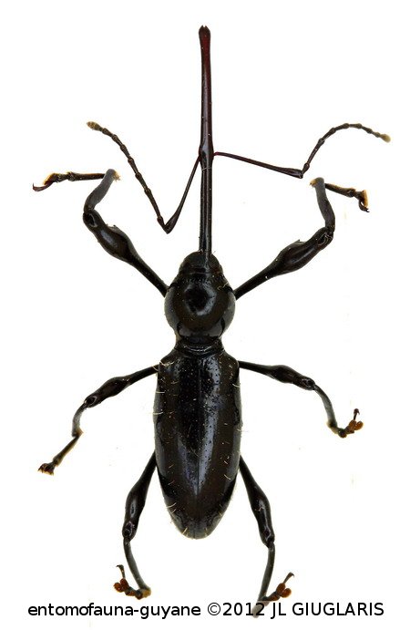 Hammatostylus consimilis  Vanin, 1986