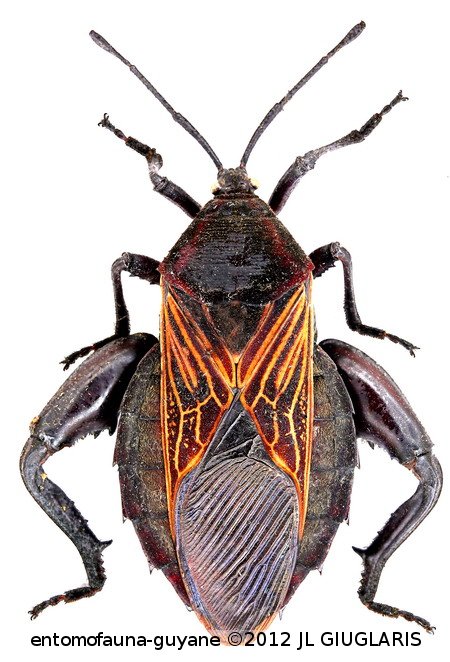 Pachylis sp1