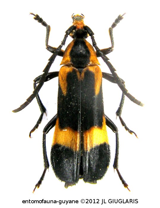 Euryptera sp