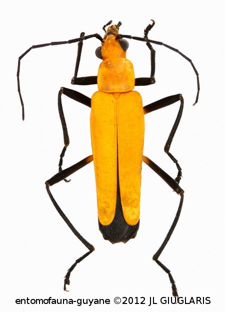 Chauliognathus sulphureus Watherhouse, 1878