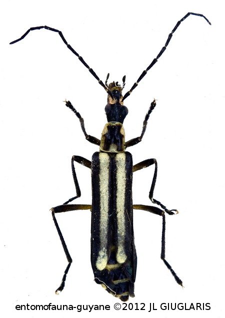 Chauliognathus flavolineatus Pic, 1947