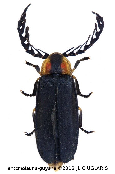 Lucidota pennata Dejean, 1837