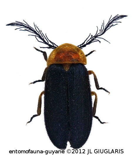 Psilocladus miltoderus Blanchard, 1846