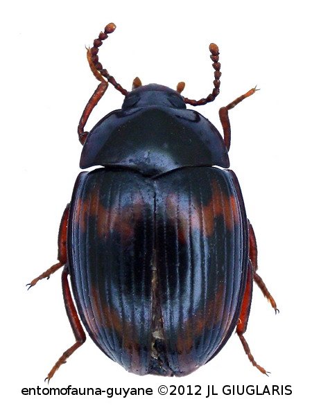 Platydema cruenta  (Perty, 1830)